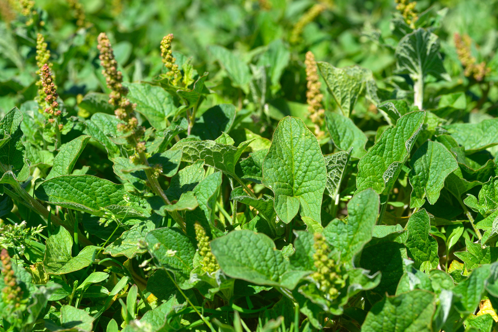 Gnocchetti-con-gli-orapi