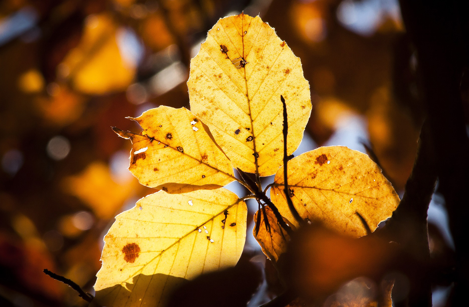 foliage